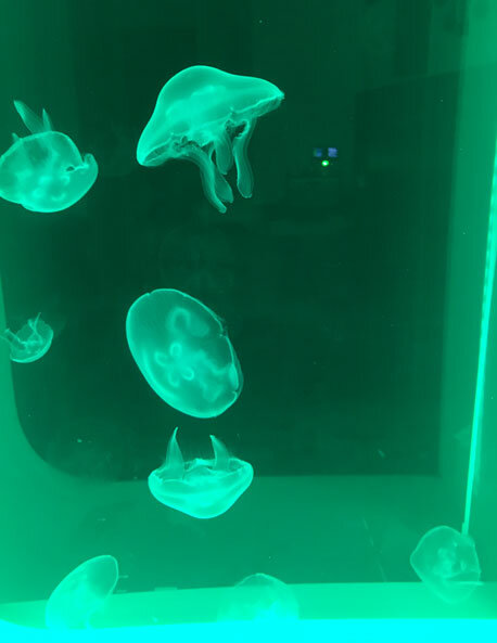 moon-jellyfish-live-pet-jellyfish