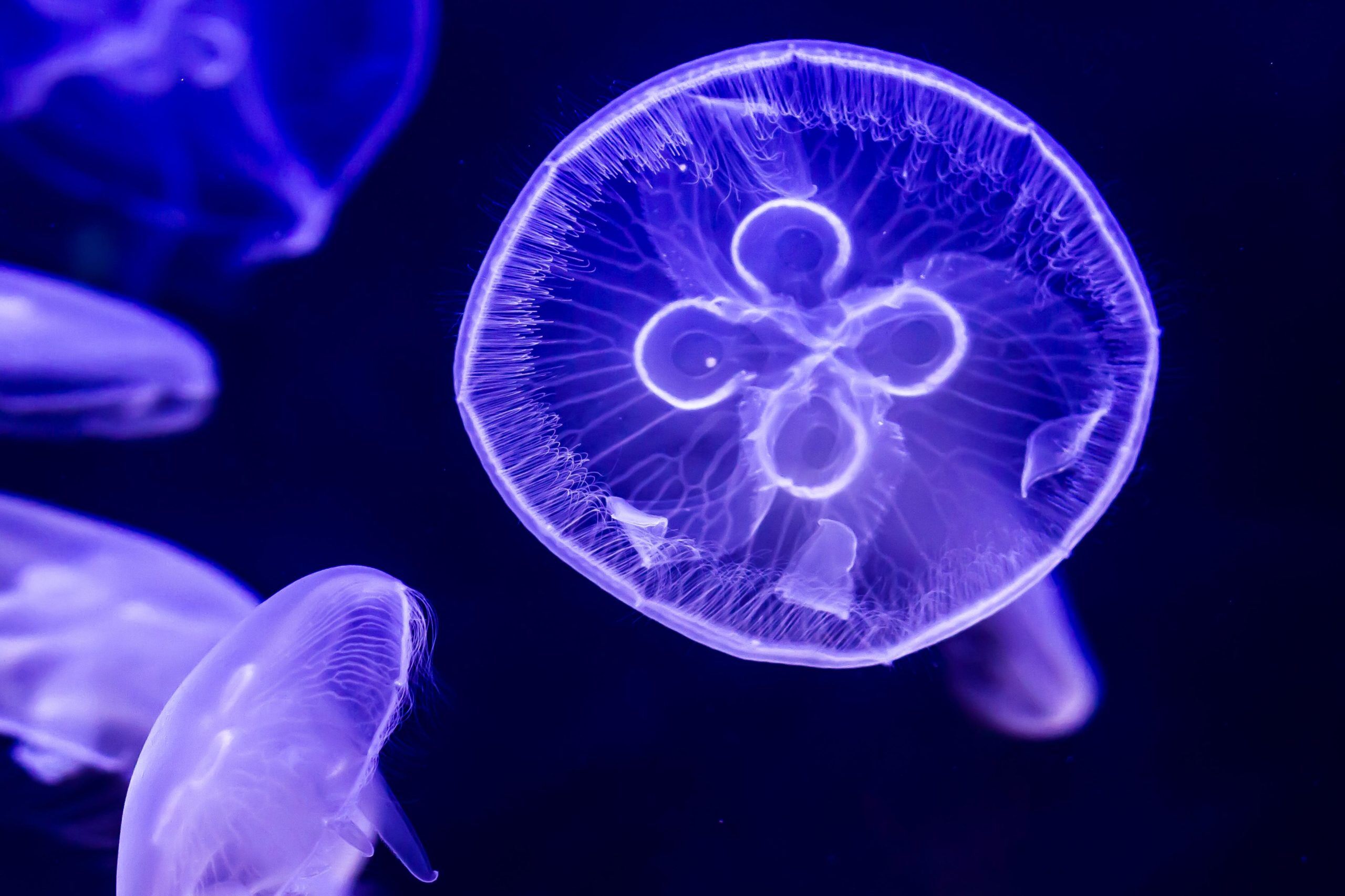 moon jellyfish pet