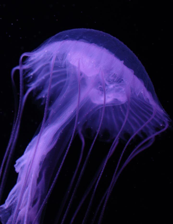 Jellyfish ереван фото