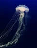 amakusa-jellyfish1