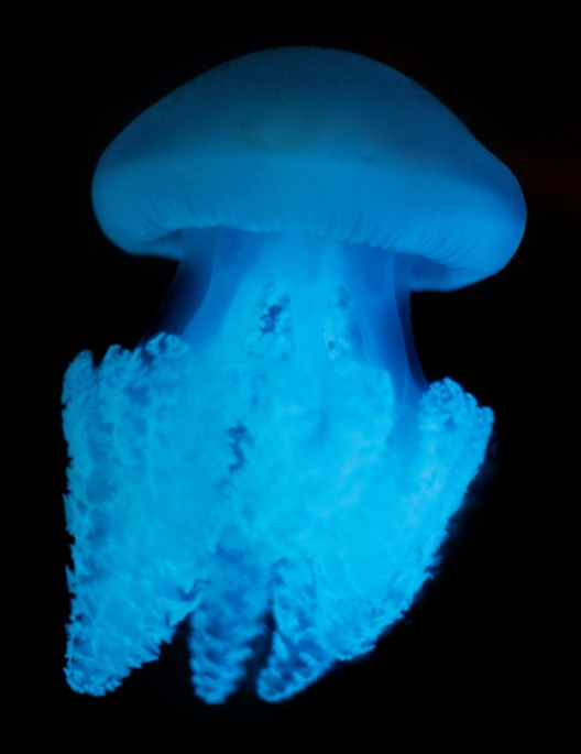 Blue Blubber Jellyfish - Live Jellyfish Pets