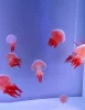 Flame Jellyfish
