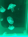 Moon Jellyfish in Cubic Pulse 80 Jellyfish Tank