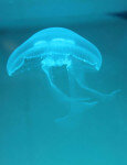 2 Moon Jellyfish in Aquarium