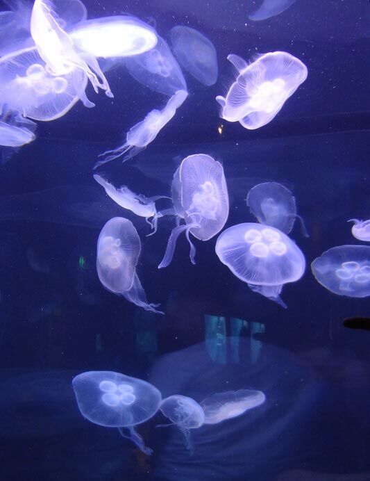 Moon Jellyfish - Live Pet Jellyfish