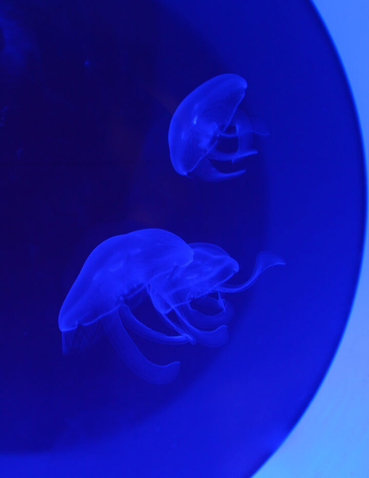 jelly fish tanks