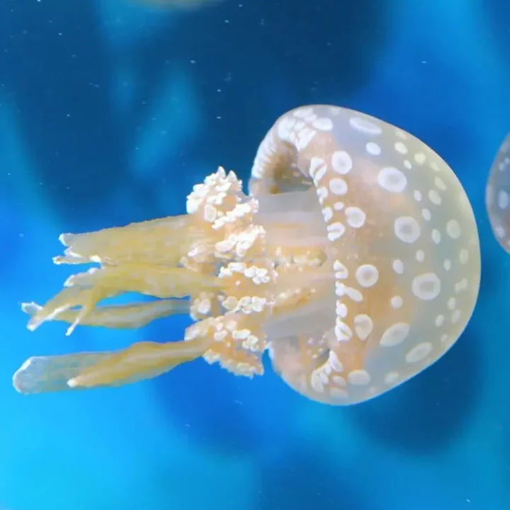 Spotted Lagoon Jellyfish
