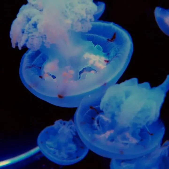 Live Pet Jellyfish For Sale - Moon Jellyfish, Blubber Jellyfish