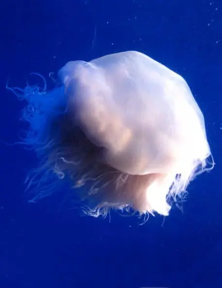 Ghost Jellyfish