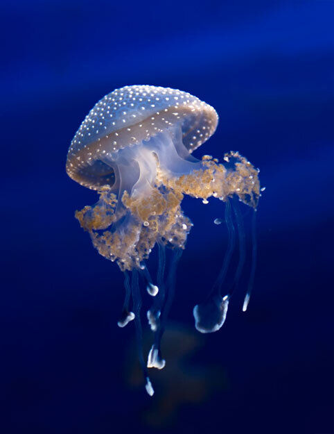 australian-spotted-jellyfish