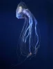 Purple Striped Jellyfish
