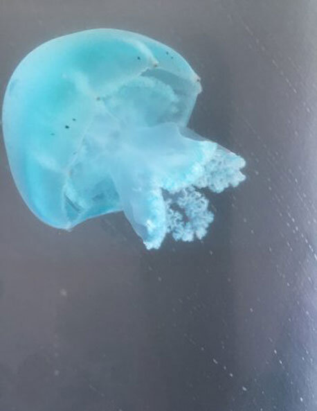 blue jellyfish species