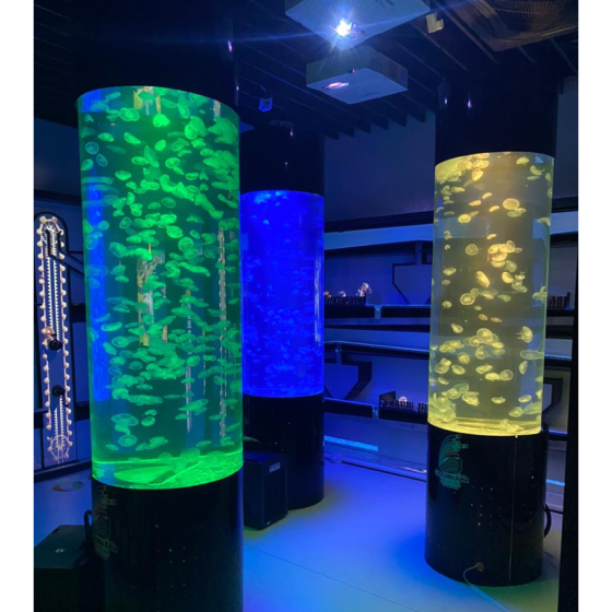 Custom Oval Jellyfish Aquarium - Pet Jellyfish