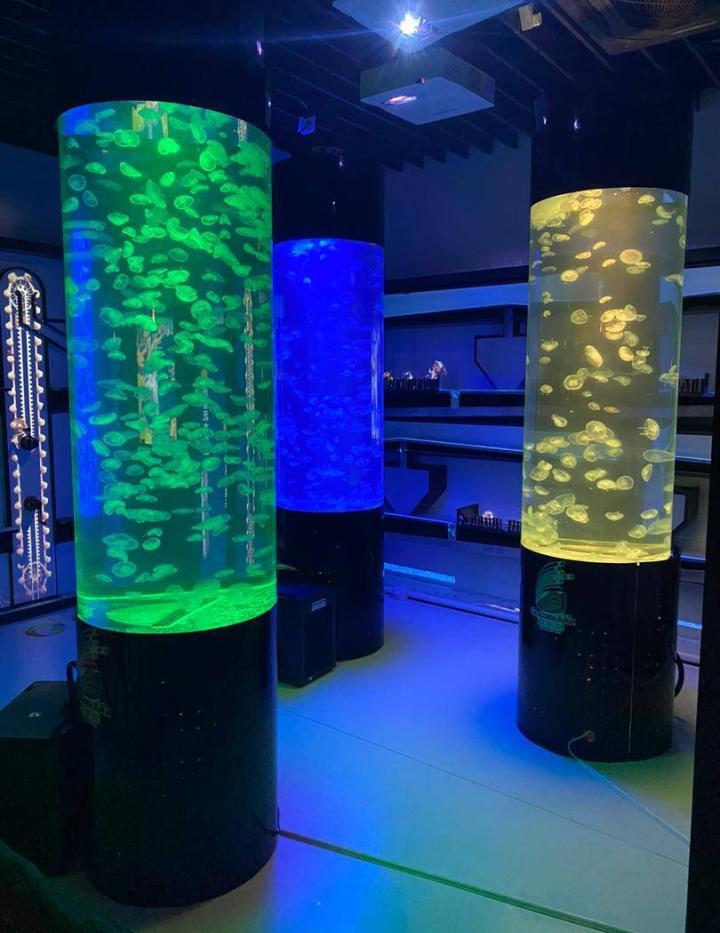 touch of modern jellyfish tank