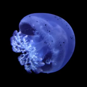 Moon jellyfish pet hotsell